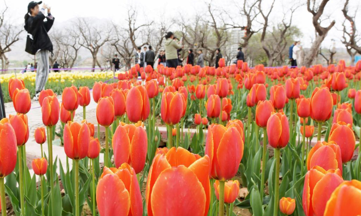 People enjoy blooming tulips at Liujiaxia Town of Yongjing County, northwest China's Gansu Province, April 19, 2021. (Photo by Shi Youdong/Xinhua)