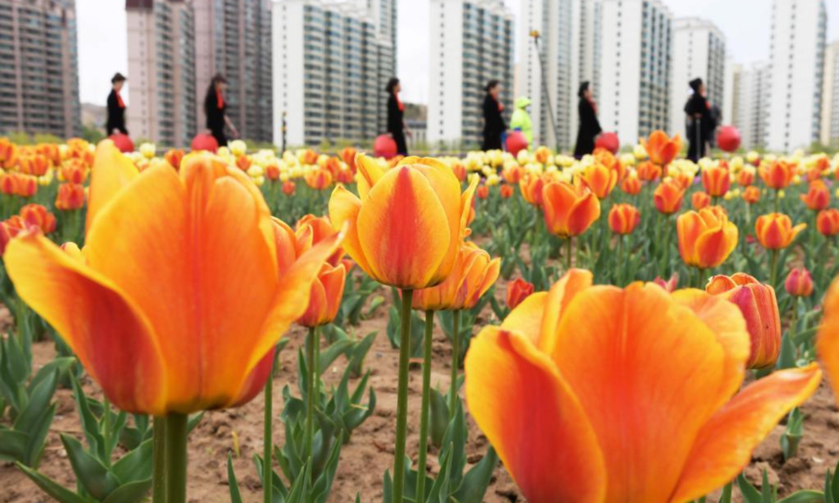 People enjoy blooming tulips at Liujiaxia Town of Yongjing County, northwest China's Gansu Province, April 19, 2021. (Photo by Shi Youdong/Xinhua)
