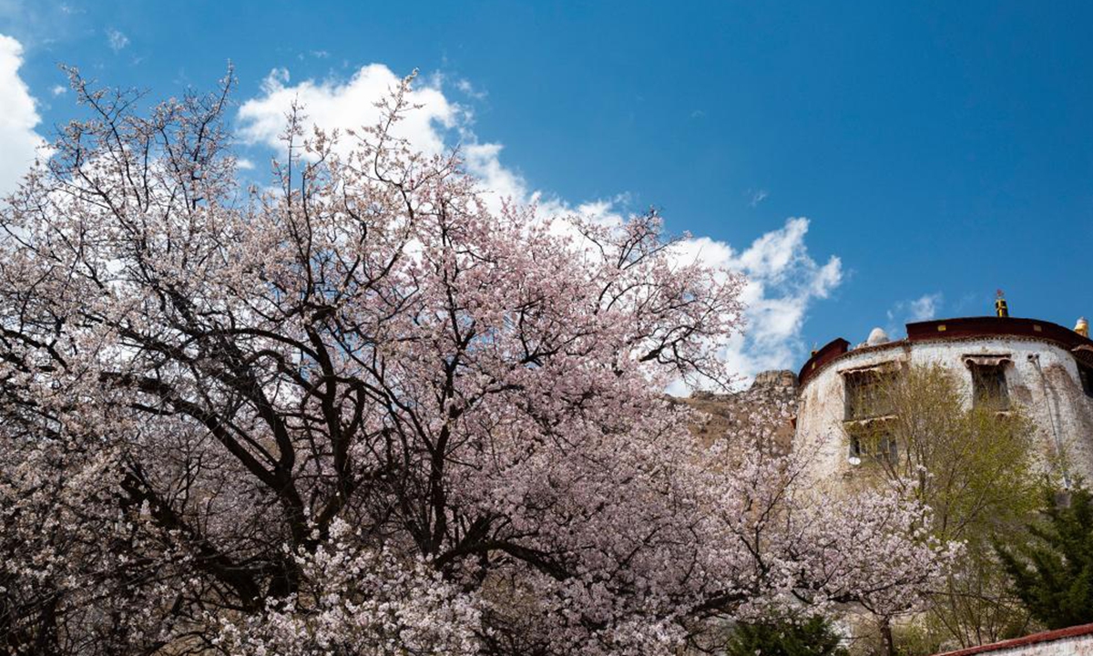 Peach blossoms are seen near the Pabonka Hermitage in the northern suburb of Lhasa, southwest China's Tibet Autonomous Region, April 18, 2021. (Xinhua/Chogo)