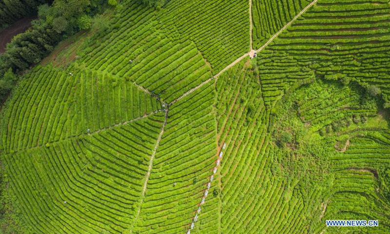 Aerial photo taken on April 20, 2021 shows a tea garden in Liupanshui City, southwest China's Guizhou Province. Tuesday marks Guyu, which literally means grain rain, referring to the sixth of the 24 solar terms created by the ancient Chinese to carry out agricultural activities Photo: Xinhua