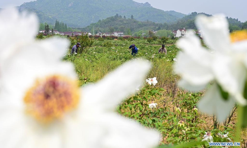 Villagers work in the field at a tree peony planting base in Jiulang Village, Zhongming Town, Tongling City, east China's Anhui Province, April 15, 2021. Tree peony, a long-lived deciduous woody shrub native to China, has many hidden economic potentials under its gorgeous appearance. Tree peony planting, which has a history of more than 1,600 years at Fenghuang Mountain in Tongling City, east China's Anhui Province, has become a new driving force for this city's economic development. (Photo: Xinhua)