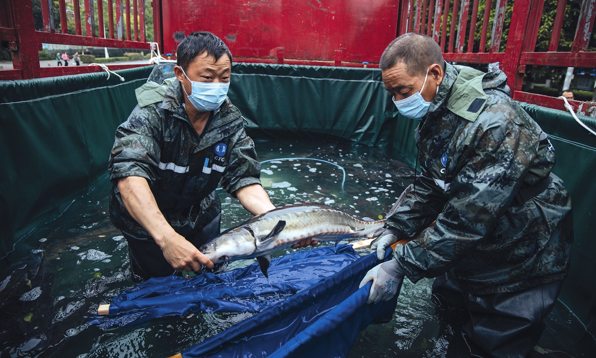 Workers carefully transfer Chinese sturgeons at the release site on April 10 in Yichang, Central China's Hubei Province. Photo: Li Hao/GT