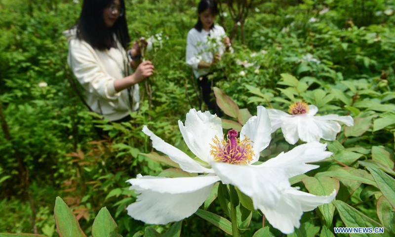 Tourists view peony flowers at a peony garden in the Fenghuangshan scenic area in Tongling City, east China's Anhui Province, April 15, 2021. Tree peony, a long-lived deciduous woody shrub native to China, has many hidden economic potentials under its gorgeous appearance. Tree peony planting, which has a history of more than 1,600 years at Fenghuang Mountain in Tongling City, east China's Anhui Province, has become a new driving force for this city's economic development. (Photo: Xinhua)