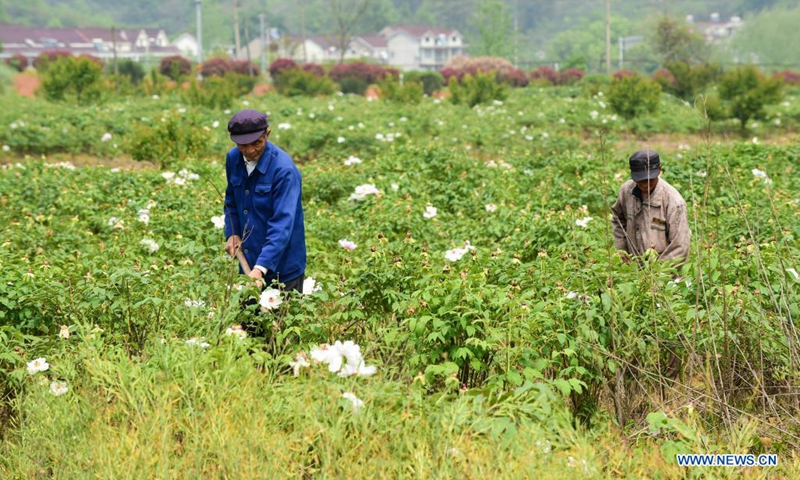 Villagers work in the field at a tree peony planting base in Jiulang Village, Zhongming Town, Tongling City, east China's Anhui Province, April 15, 2021. Tree peony, a long-lived deciduous woody shrub native to China, has many hidden economic potentials under its gorgeous appearance. Tree peony planting, which has a history of more than 1,600 years at Fenghuang Mountain in Tongling City, east China's Anhui Province, has become a new driving force for this city's economic development. (Photo: Xinhua)