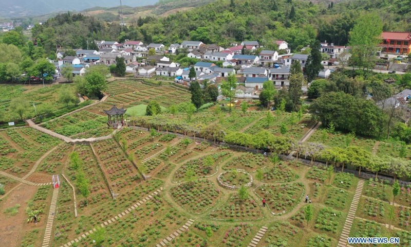 Aerial photo taken on April 15, 2021 shows a peony garden in the Fenghuangshan scenic area in Tongling City, east China's Anhui Province. Tree peony, a long-lived deciduous woody shrub native to China, has many hidden economic potentials under its gorgeous appearance. Tree peony planting, which has a history of more than 1,600 years at Fenghuang Mountain in Tongling City, east China's Anhui Province, has become a new driving force for this city's economic development.(Photo: Xinhua)