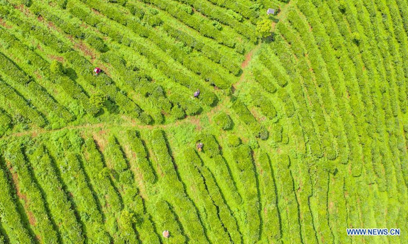 Aerial photo taken on April 20, 2021 shows farmers picking tea leaves at a tea garden in Liupanshui City, southwest China's Guizhou Province. Tuesday marks Guyu, which literally means grain rain, referring to the sixth of the 24 solar terms created by the ancient Chinese to carry out agricultural activities