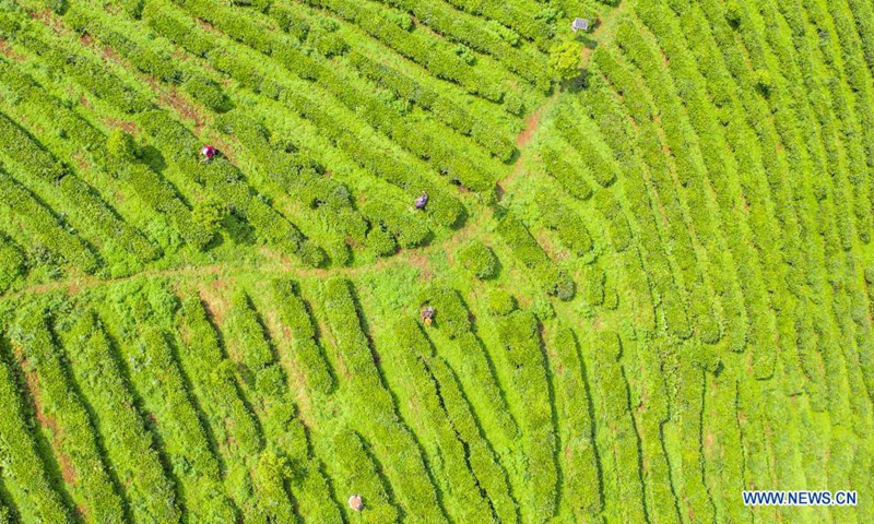 Aerial photo taken on April 20, 2021 shows farmers picking tea leaves at a tea garden in Liupanshui City, southwest China's Guizhou Province. Tuesday marks Guyu, which literally means grain rain, referring to the sixth of the 24 solar terms created by the ancient Chinese to carry out agricultural activities
