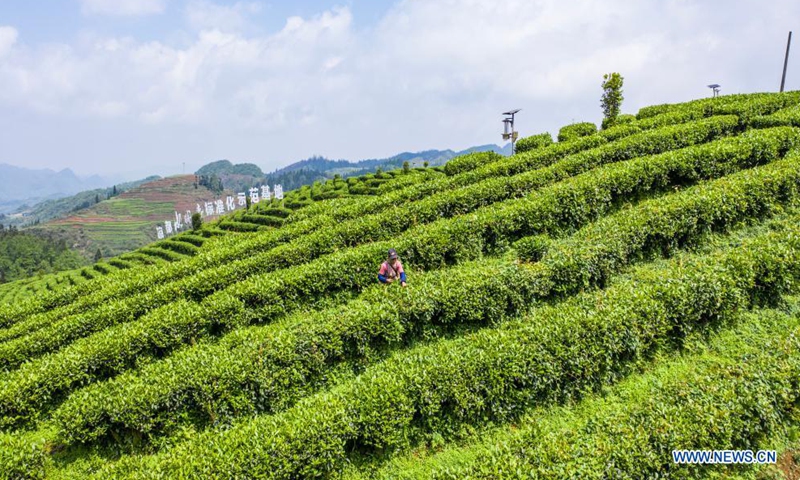 Aerial photo taken on April 20, 2021 shows a farmer picking tea leaves at a tea garden in Liupanshui City, southwest China's Guizhou Province. Tuesday marks Guyu, which literally means grain rain, referring to the sixth of the 24 solar terms created by the ancient Chinese to carry out agricultural activities Photo: Xinhua