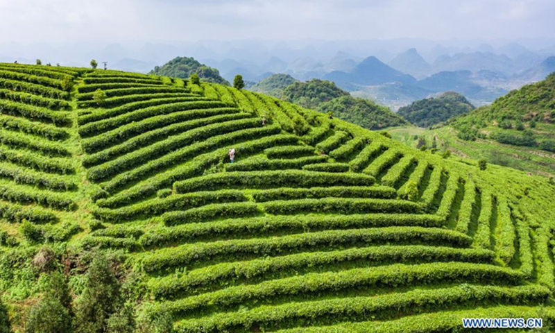 Aerial photo taken on April 20, 2021 shows farmers picking tea leaves at a tea garden in Liupanshui City, southwest China's Guizhou Province. Tuesday marks Guyu, which literally means grain rain, referring to the sixth of the 24 solar terms created by the ancient Chinese to carry out agricultural activities Photo: Xinhua