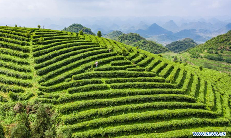 Aerial photo taken on April 20, 2021 shows farmers picking tea leaves at a tea garden in Liupanshui City, southwest China's Guizhou Province. Tuesday marks Guyu, which literally means grain rain, referring to the sixth of the 24 solar terms created by the ancient Chinese to carry out agricultural activities  Photo: Xinhua