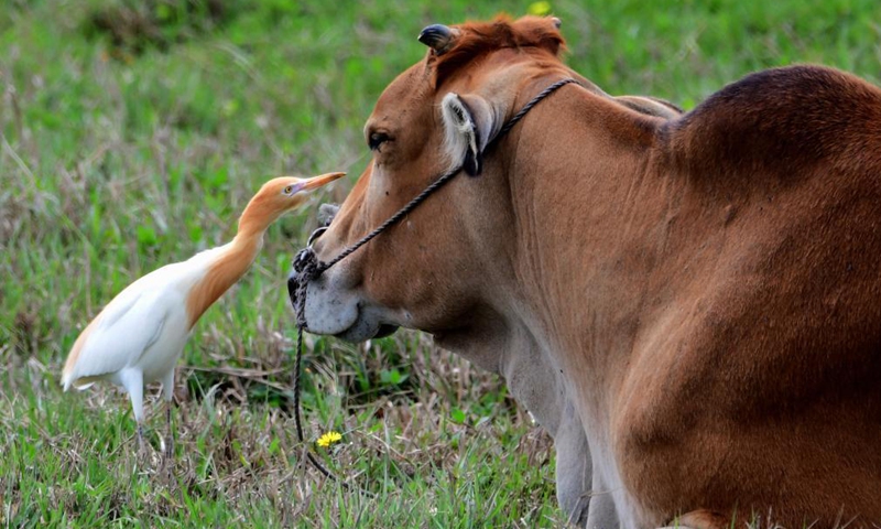 A cattle egret forages in the Minjiang River estuary nature reserve in southeast China's Fujian Province, April 20, 2021.  Photo: Xinhua