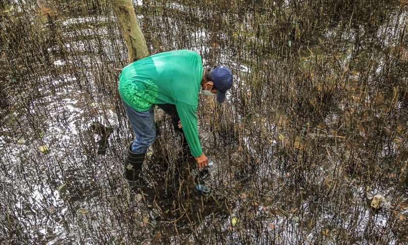 A worker from the Department of Environment and Natural Resources (DENR) collects the garbage washed from the Manila Bay at the Mangrove Forest of the Las Pinas-Paranaque Wetland Park in Las Pinas City, the Philippines, April 20, 2021. (Photo: Xinhua)