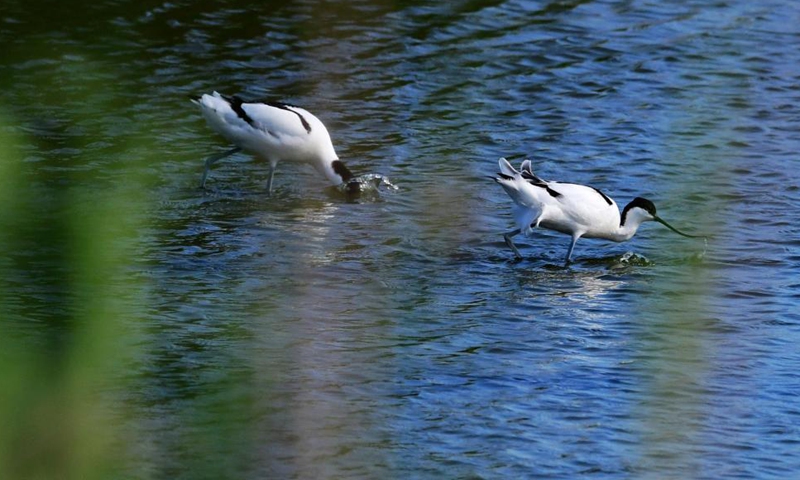 Two pied avocets forage in the Minjiang River estuary nature reserve in southeast China's Fujian Province, April 20, 2021. The Minjiang River estuary nature reserve covers more than 2000 hectares of conservation areas. Home to many bird species, the wetland was designated in 2013 as a national nature reserve by China's State Council. Located on a major bird migration route between East Asia and Australia, the nature reserve is a stopover for over 50,000 waterfowl each year.  Photo: Xinhua