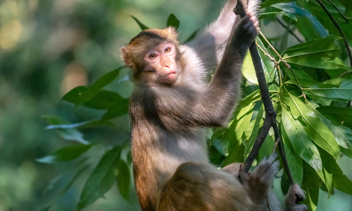 A monkey climbs a tree in Zhangjiajie, Central China's Hunan Province. Photo: VCG