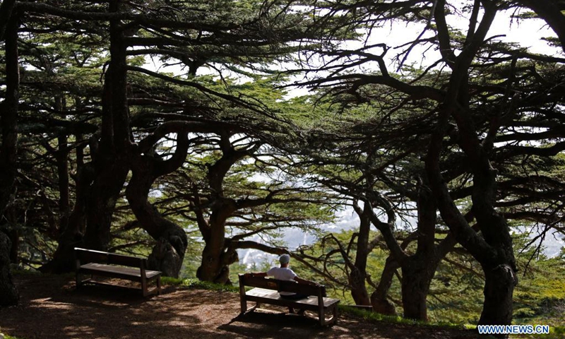 A man rests under cedar trees in Maaser El Shouf forest, Lebanon, on April 18, 2021. The Lebanese have always taken pride in their cedar tree, or Cedrus libani, which presents in the middle of their national flag. However, the current situation of the national tree is worrying as the remnants cover only 3 percent of the country, or 17 square kilometers.(Photo: Xinhua)