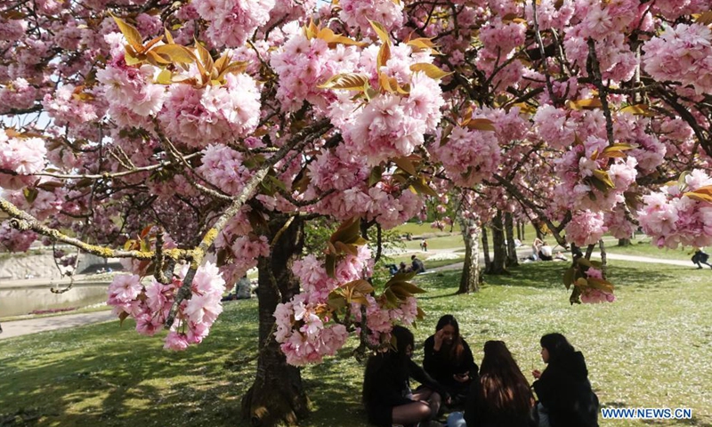 People enjoy the sunshine and cherry blossoms at a park in Paris, France, April 21, 2021.Photo:Xinhua