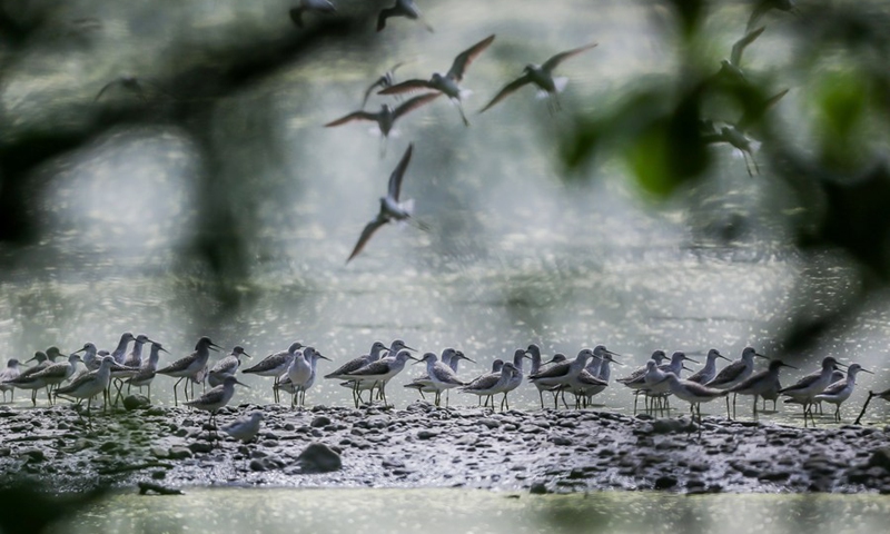 A group of common greenshanks are seen at the Las Pinas-Paranaque Wetland Park in Las Pinas City, the Philippines, on April 21, 2021.(Photo: Xinhua)