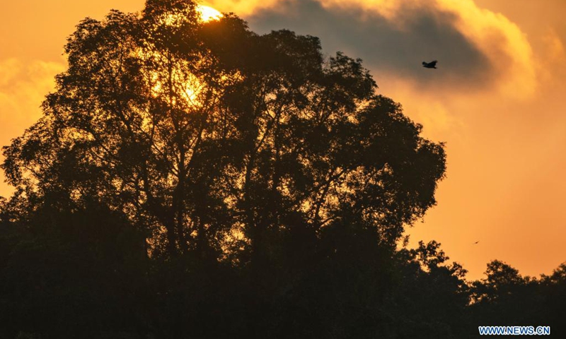 The morning sun rises from the forest in Singapore's Central Catchment Nature Reserve on April 21, 2021.(Photo: Xinhua)