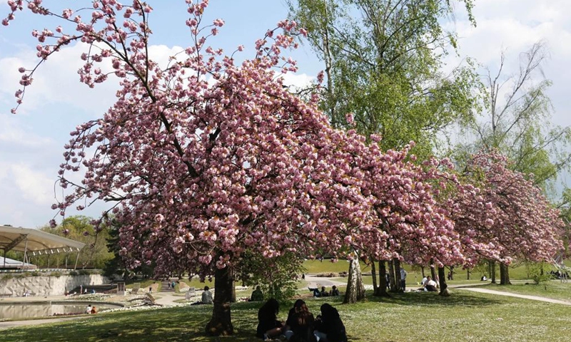 People enjoy the sunshine and cherry blossoms at a park in Paris, France, April 21, 2021.Photo:Xinhua