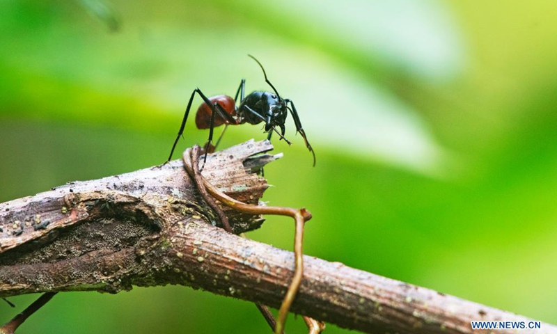 An ant moves about in the forest near the Central Catchment Nature Reserve in Singapore, on April 21, 2021. Earth Day, which falls on April 22 annually, aims to raise public awareness about the environment and calls for people to protect the Earth with action.Photo:Xinhua