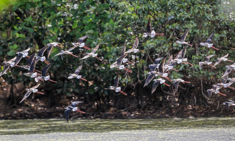 A group of black-winged stilts fly at the Las Pinas-Paranaque Wetland Park in Las Pinas City, the Philippines, on April 21, 2021.(Photo: Xinhua)