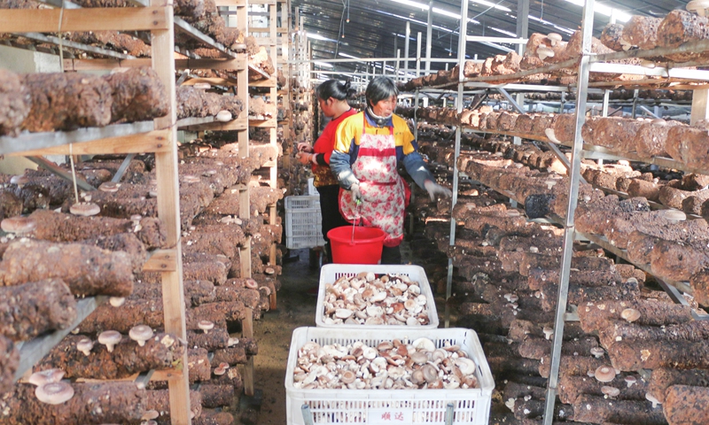 Women pick straw mushrooms in Guanyun county, Lianyungang, East China's Jiangsu Province on Thursday. The county has over recent years tapped into local crop resources and introduced overseas advanced mushroom cultivation techniques, turning itself into an export base for edible fungus and boosting local farmers' incomes. Photo: cnsphoto