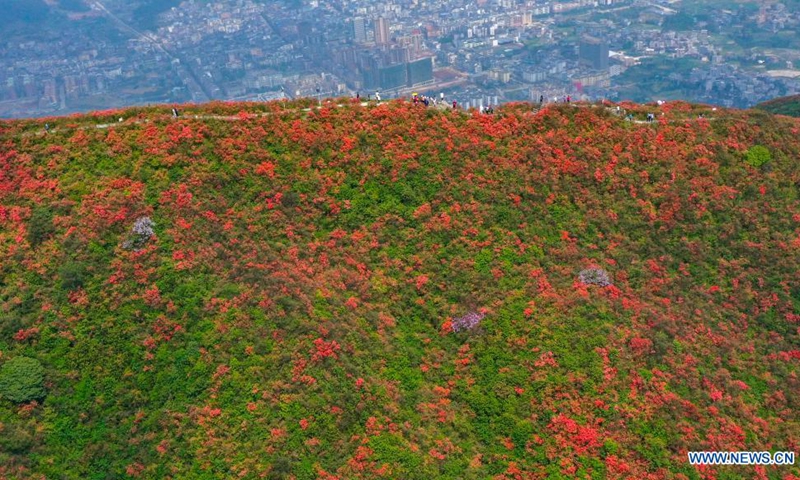 Aerial photo taken on April 24, 2021 shows tourists viewing blooming azalea flowers at Longquan Mountain in Danzhai County, southwest China's Guizhou Province.(Photo: Xinhua)
