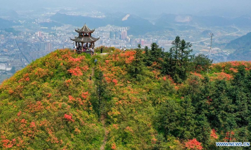 Aerial photo taken on April 24, 2021 shows tourists viewing blooming azalea flowers at Longquan Mountain in Danzhai County, southwest China's Guizhou Province.(Photo: Xinhua)