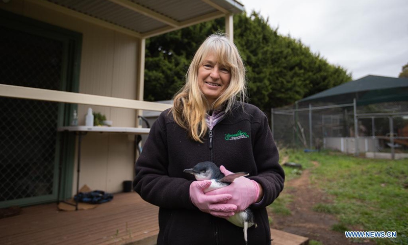 Tracey Wilson, owner of the non-profit organization in Victoria, Mosswood Wildlife, holds a penguin at Mosswood Wildlife in Victoria, Australia, April 21, 2021. Australian wildlife rescuers warn the public not to put vulnerable penguins back in water and call on people to realize the importance of protecting nature on World Penguin Day. (Photo by Hu Jingchen/Xinhua)