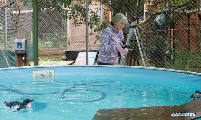 Tracey Wilson, owner of the non-profit organization in Victoria, Mosswood Wildlife, works at Mosswood Wildlife in Victoria, Australia, April 21, 2021. Australian wildlife rescuers warn the public not to put vulnerable penguins back in water and call on people to realize the importance of protecting nature on World Penguin Day. (Photo by Hu Jingchen/Xinhua)