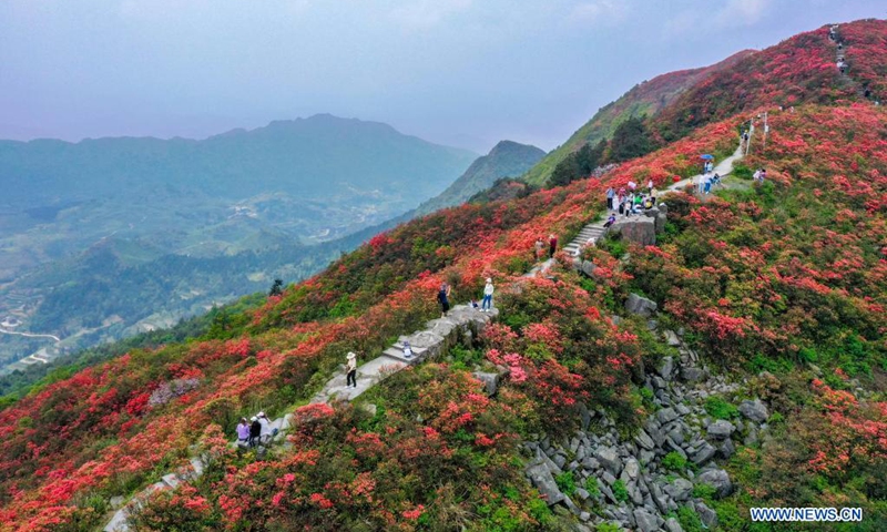 Aerial photo taken on April 24, 2021 shows tourists viewing blooming azalea flowers at Longquan Mountain in Danzhai County, southwest China's Guizhou Province.(Photo: Xinhua)