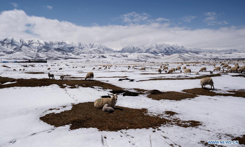 Photo taken on April 24, 2021 shows snow-covered pasture in Qilian County, northwest China's Qinghai Province.(Photo: Xinhua)