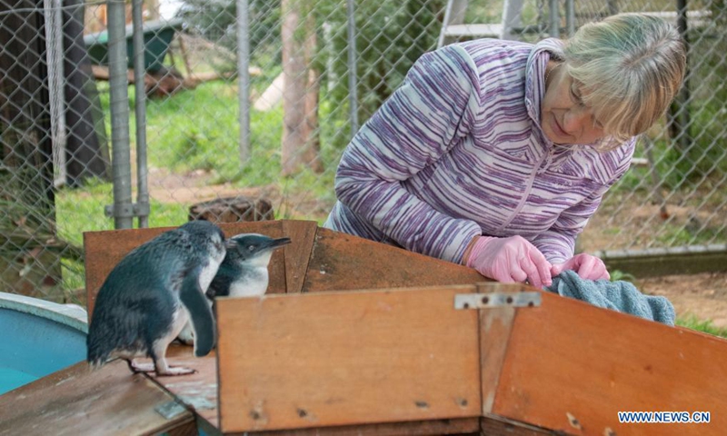 Tracey Wilson, owner of the non-profit organization in Victoria, Mosswood Wildlife, works at Mosswood Wildlife in Victoria, Australia, April 21, 2021. Australian wildlife rescuers warn the public not to put vulnerable penguins back in water and call on people to realize the importance of protecting nature on World Penguin Day. (Photo by Hu Jingchen/Xinhua)