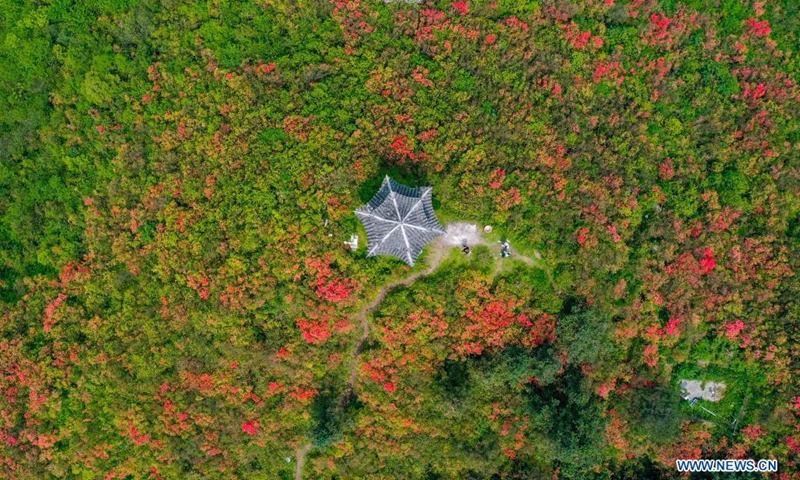 Aerial photo taken on April 24, 2021 shows tourists viewing blooming azalea flowers at Longquan Mountain in Danzhai County, southwest China's Guizhou Province.(Photo: Xinhua)