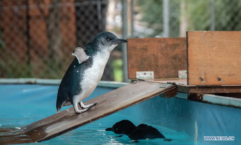Photo taken on April 21, 2021 shows a rescued penguin at Mosswood Wildlife in Victoria, Australia. Australian wildlife rescuers warn the public not to put vulnerable penguins back in water and call on people to realize the importance of protecting nature on World Penguin Day. (Photo by Hu Jingchen/Xinhua)