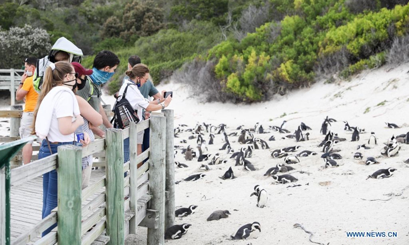 Visitors look at African penguins at Boulders Penguin Colony, Simon's Town, southwest South Africa, April 25, 2021. The African penguin is endemic to coastal areas of southern Africa. It has experienced rapid population declines over the past century as a result of over exploitation for food, habitat modification of nesting sites, oil spillages, and competition for food resources with commercial fishing.(Photo: Xinhua)