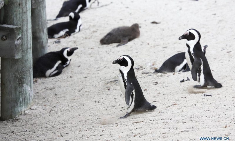 African penguins walk on the beach at Boulders Penguin Colony, Simon's Town, southwest South Africa, April 25, 2021. The African penguin is endemic to coastal areas of southern Africa. It has experienced rapid population declines over the past century as a result of over exploitation for food, habitat modification of nesting sites, oil spillages, and competition for food resources with commercial fishing.(Photo: Xinhua)
