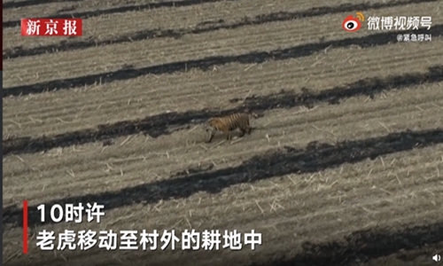 The Siberian tiger who attacked the villager on Firday. Photo: Screenshot from The Beijing News.