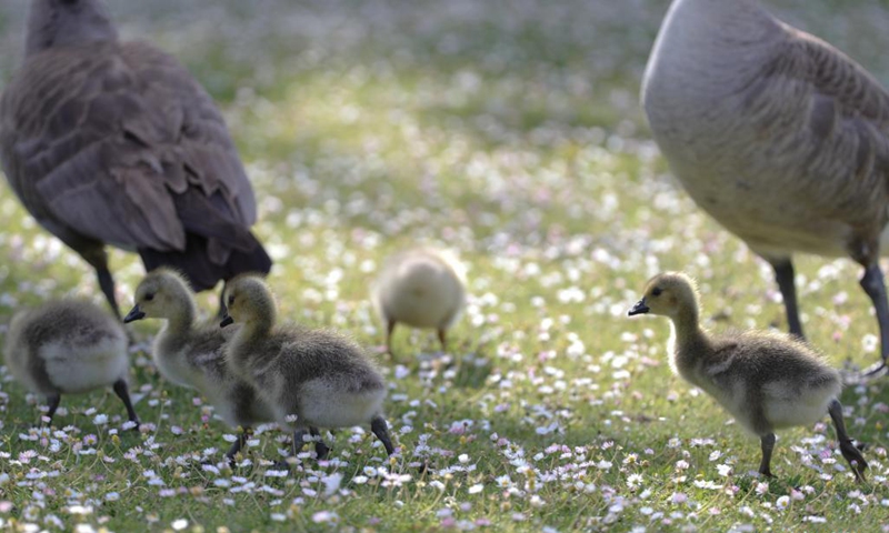 Wild fowls idle at the Coyote Hills Regional Park in Fremont, California, the United States, April 26, 2021. (Photo by Dong Xudong/Xinhua) 