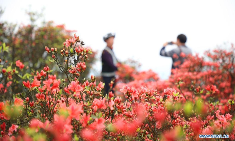 Tourists view blooming azalea flowers at Longquan Mountain in Danzhai County, southwest China's Guizhou Province, April 26, 2021.(Photo: Xinhua)