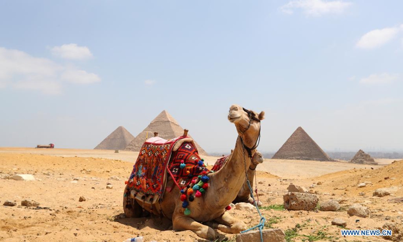 A camel rests at the Giza Pyramids scenic spot in Giza, Egypt, on April 26, 2021. Local tourism has been severely impacted by the COVID-19, with fewer tourists seen in the scenic area now.(Photo: Xinhua)