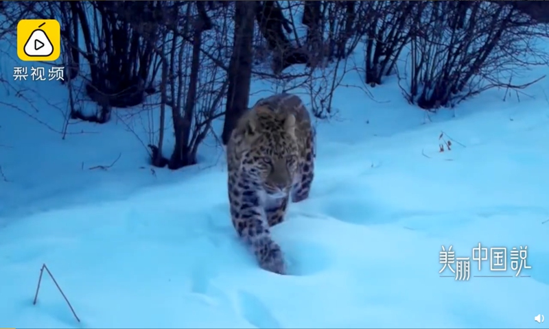 Some 35 North China leopards, classified as a first-class national protected animal, were caught on film by cameras installed by a research team in Liupan Mountain, Northwest China's Ningxia Hui Autonomous Region. Photo: screenshot of Pear Video on Sina Weibo. 
