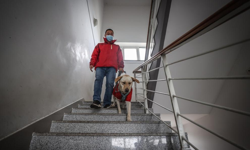 Trainer Fu Mingyan trains a guide dog to go downstairs in Dalian, northeast China's Liaoning Province, April 22, 2021.Photo:Xinhua