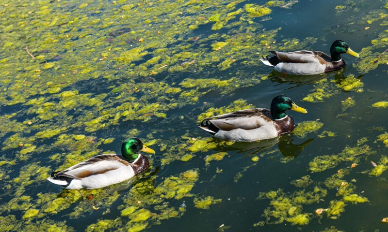 Photo taken on April 28, 2021 shows the scenery of Schonbrunn Gardens in Vienna, Austria.Photo:Xinhua