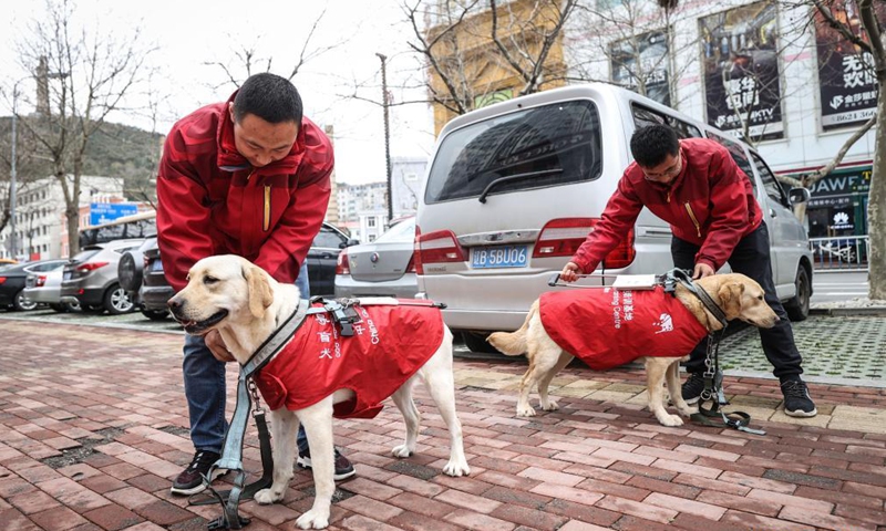Trainers Fu Mingyan (L) and Jiang Boya gear up guide dogs for training in Dalian, northeast China's Liaoning Province, April 23, 2021.Photo:Xinhua