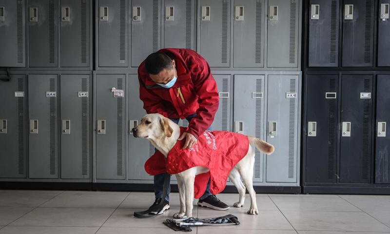 A trainer gears up a guide dog for training at Dalian branch of the China Guide Dog Training Center in Dalian, northeast China's Liaoning Province, April 22, 2021.Photo:Xinhua