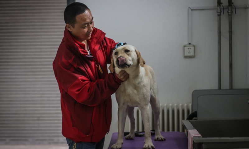 Trainer Fu Mingyan combs a guide dog in Dalian, northeast China's Liaoning Province, April 22, 2021.Photo:Xinhua