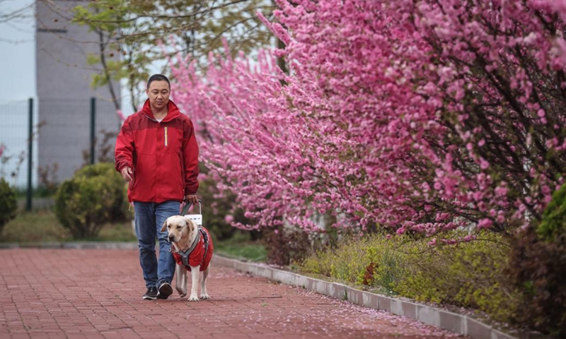 Trainer Fu Mingyan trains a guide dog in Dalian, northeast China's Liaoning Province, April 22, 2021.Photo:Xinhua