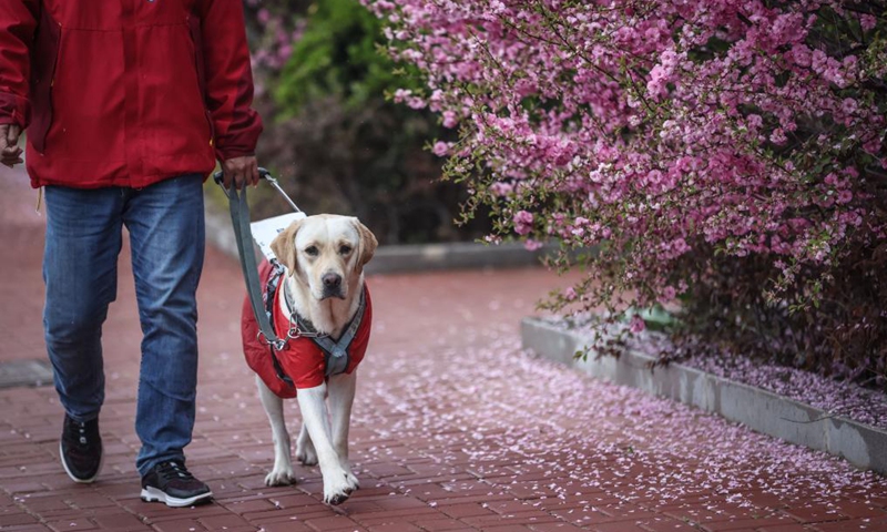 Trainer Fu Mingyan trains a guide dog in Dalian, northeast China's Liaoning Province, April 22, 2021.Photo:Xinhua
