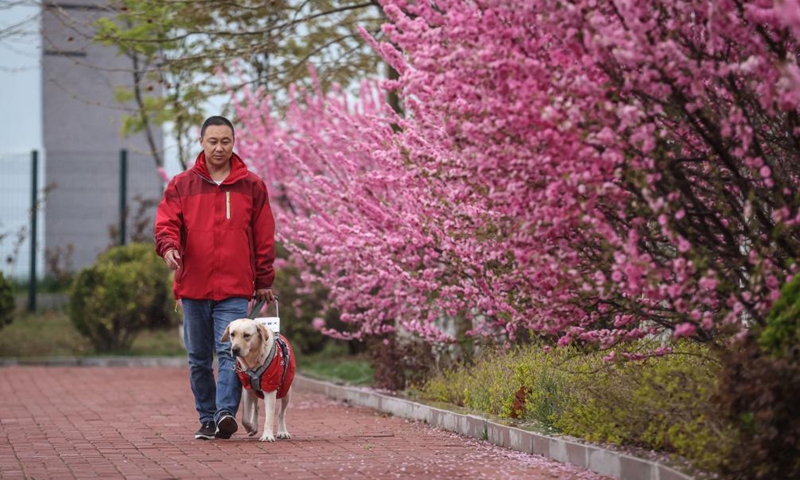 Trainer Fu Mingyan trains a guide dog in Dalian, northeast China's Liaoning Province, April 22, 2021.Photo:Xinhua
